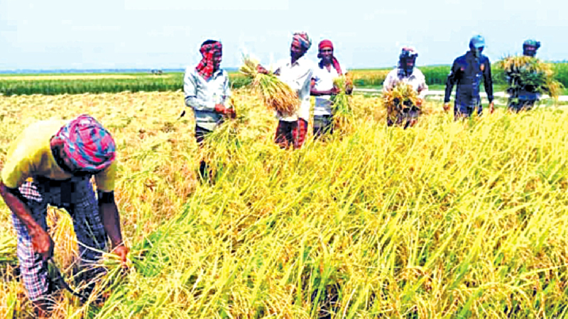 Labour shortage, high wages hit Boro harvest