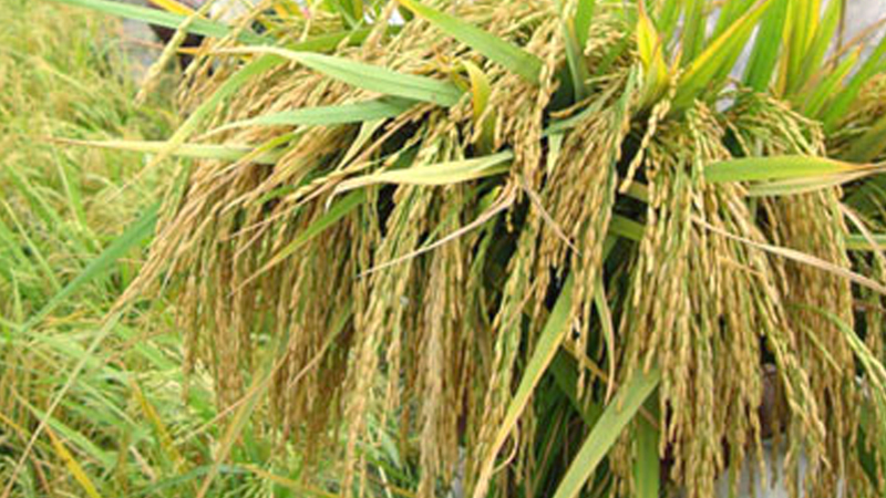 20.64 lakh tonnes of Boro rice produced in Rangpur region