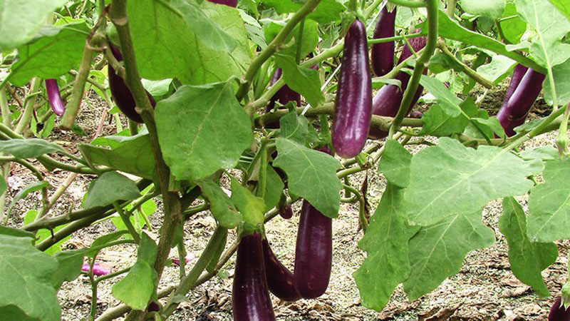 Brinjal farmers of Narsingdi suffer heavy losses 