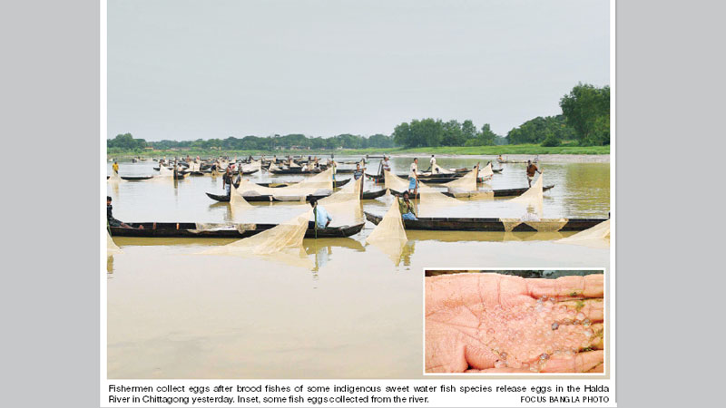 Brood fishes start spawning in Halda