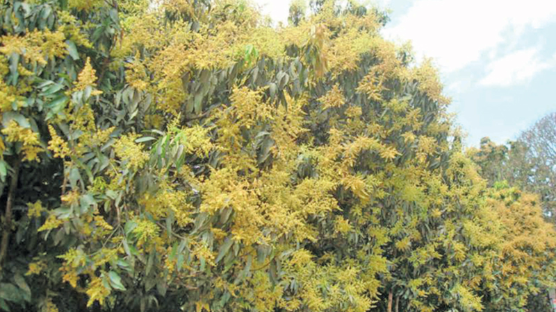 Bumper mango production expected in C’nawabganj