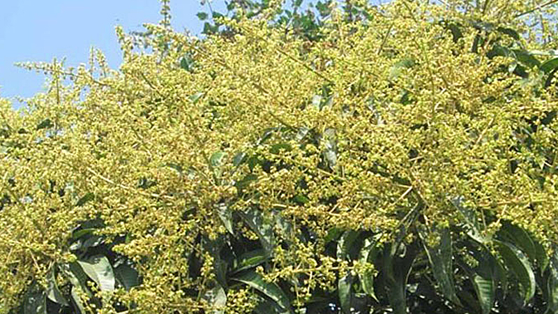 Bumper mango yield likely in Rajshahi