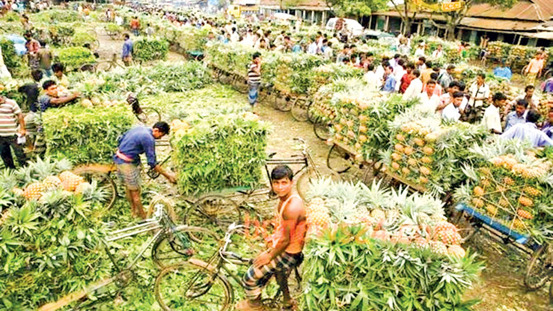 Bumper pineapple production in Madhupur