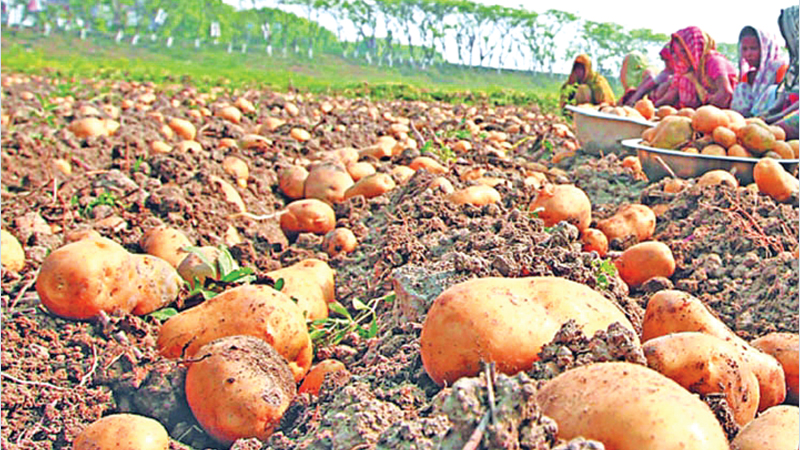Bumper potato production likely in Jamalpur