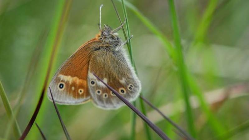 JU Butterfly Fair enthrals visitors