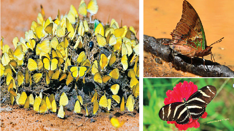 Butterflies Behaving Badly: What They Don�t Want You to Know