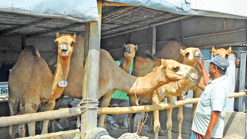 Farming Exotic Animals 