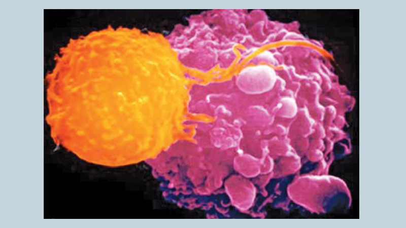 Cancer spread cut by 75% in tests