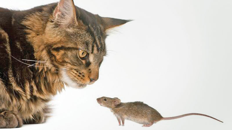 It is almost impossible to herd cats, thanks to evolution
