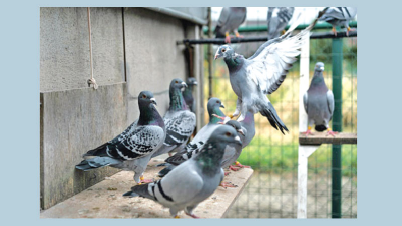 Cats, dolphins and raven: The CIA’s secret animal spies