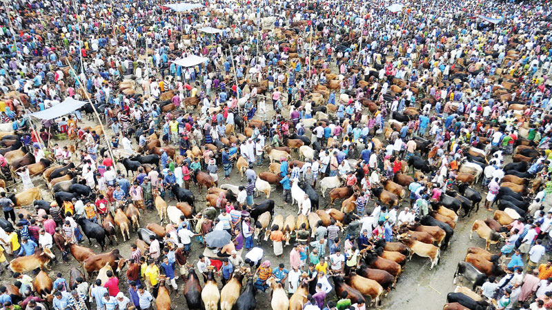 16 temporary cattle markets 
in Dhaka for Eid-ul-Azha