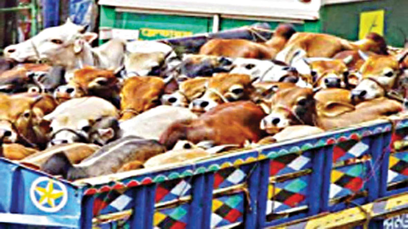 Cattle arriving in city 
facing extortion