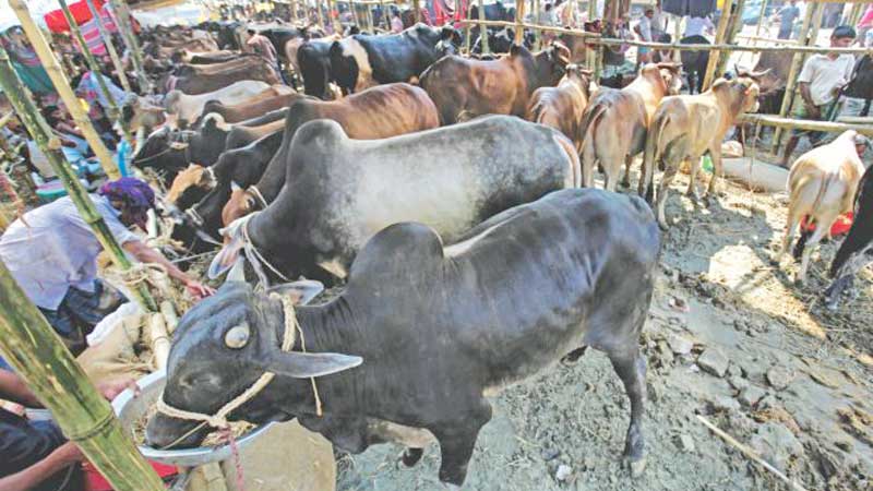 Cattle market on school ground