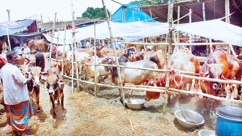 Cattle markets start gaining momentum