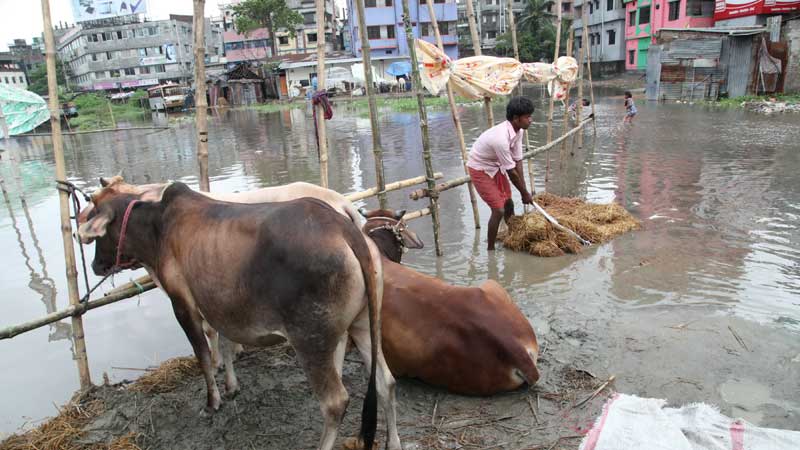 Cattle markets in a shambles
