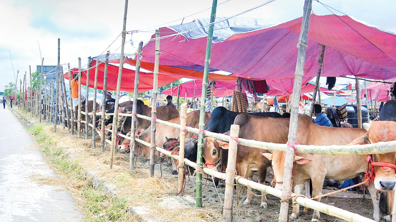 Cattle markets ready with huge supply