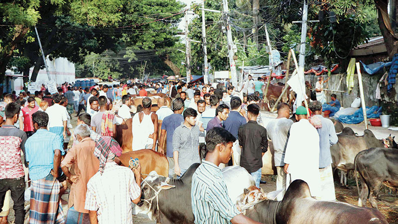 Cattle sales boom in Dhaka markets
