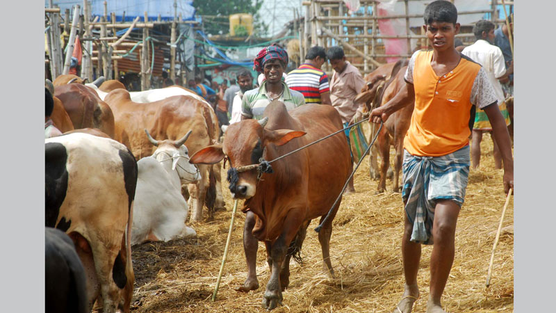 Cattle sales gain pace in the capital