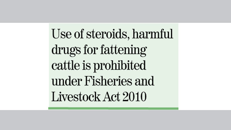 Cattle traders gear up cow fattening ahead of Eid