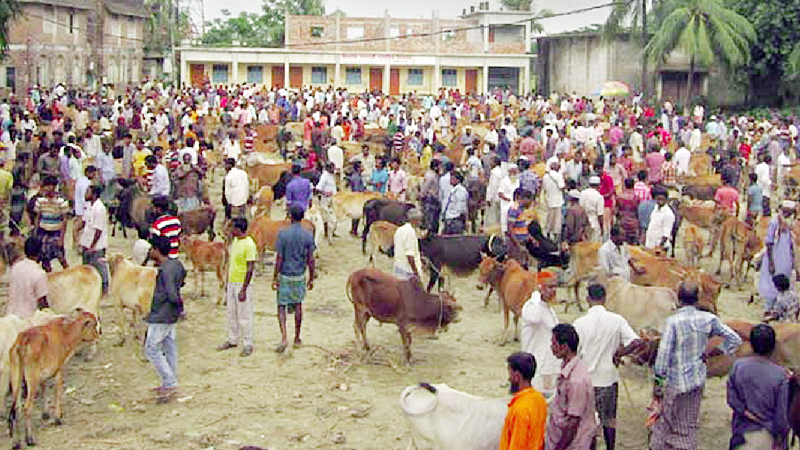 Cattle ‘haat’ on school ground, students suffer
