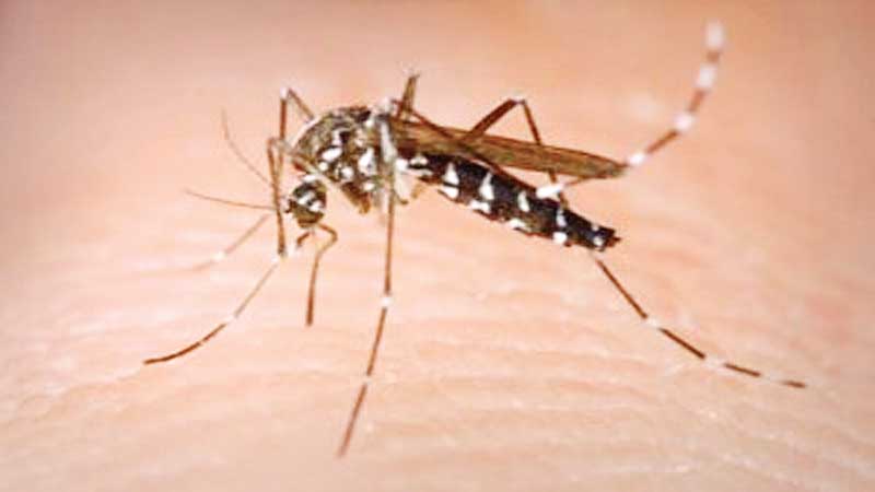 2 dengue patients per hour in Dhaka, adjacent hospitals 