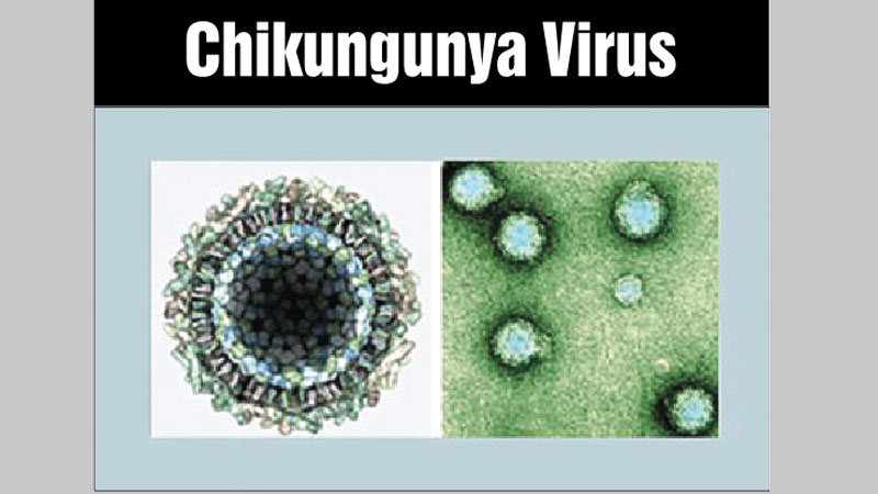 Rural people at risk for chikungunya, say experts 
