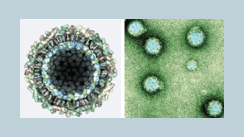 Chikungunya virus spreads in and around homes 