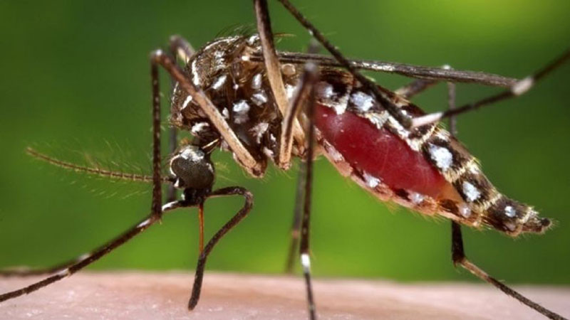 ‘One in 11 affected by 
Chikungunya’ is fake news
IEDCR clarifies