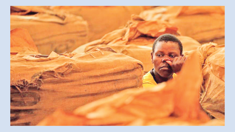 ‘Child labour rife in Zimbabwe tobacco farms’
