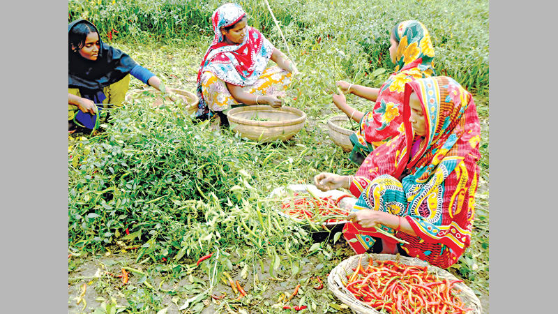 Red chilli cultivators savour sweet harvest