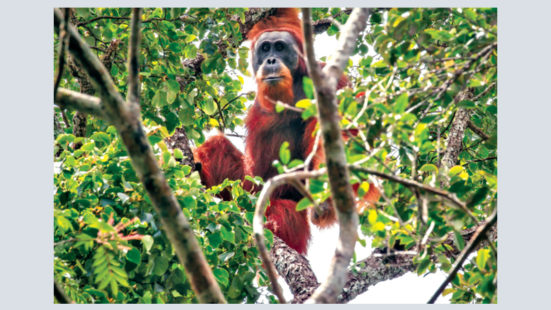 China-backed hydro dam threatens world’s rarest orangutan