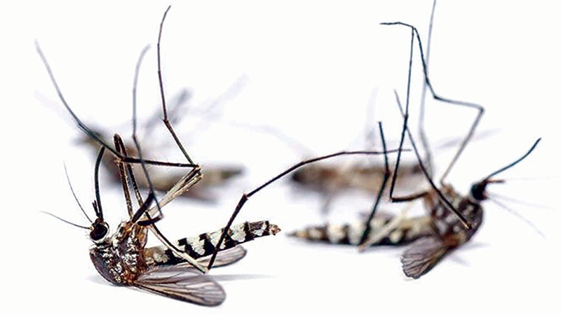 Chinese scientists 
cut local numbers 
of dangerous 
mosquito by 94 percent 
