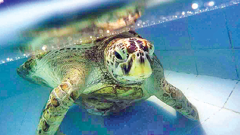 Coin-eating turtle dies in Thailand