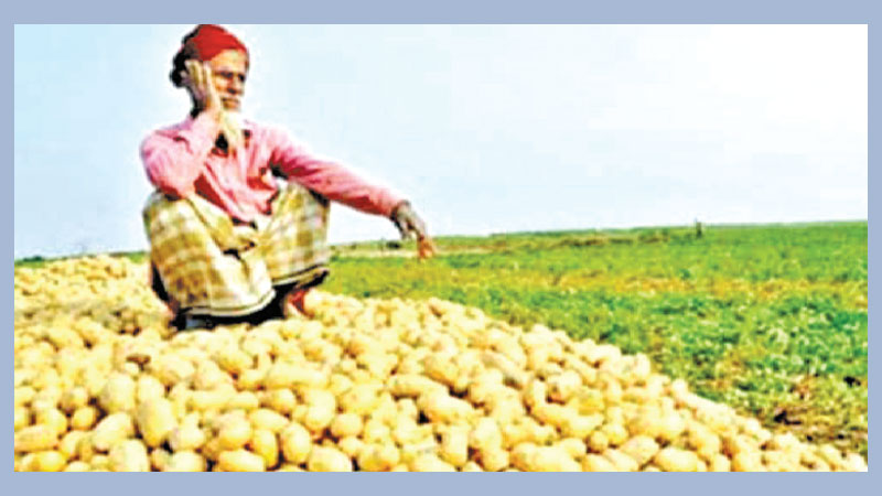 Cold wave leaves Jashore potato farmers in distress
