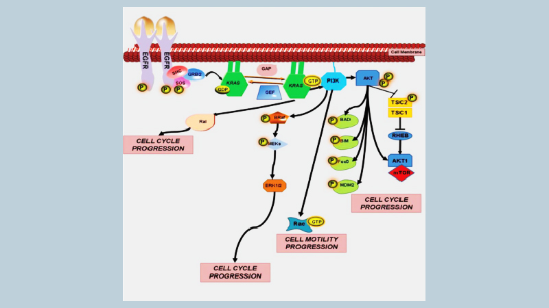 Colorectal cancer and KRAS/BRAF