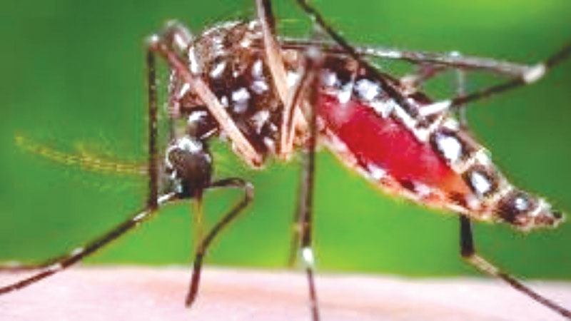 Combating mosquito menace