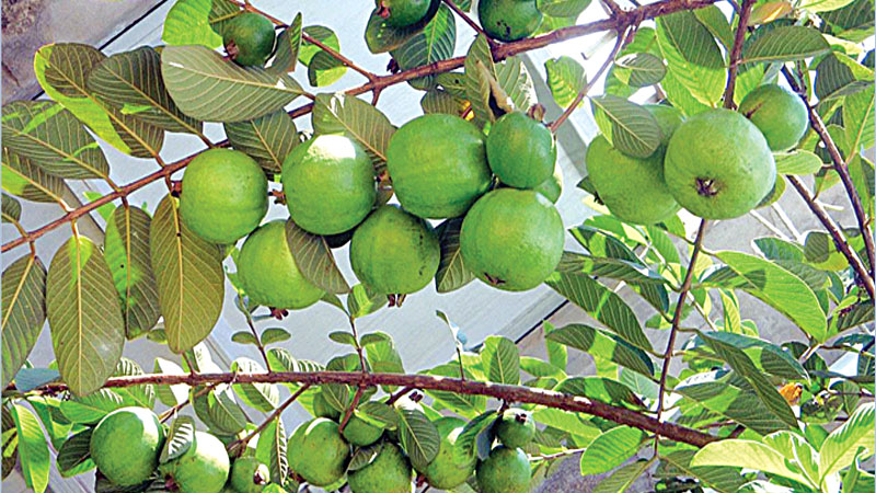 Commercial guava farming gains popularity 
