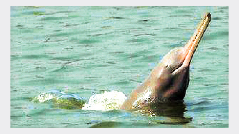 Community people to become Sundarbans dolphin saviours