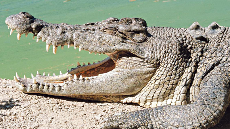 One creature had a bite more powerful than any other