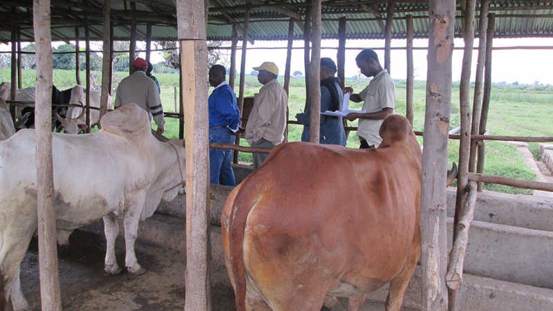 Green activists warn against artificial cow fattening