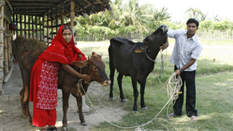 Cow rearing helps achieve self-reliance in Barguna 
