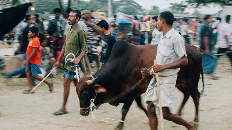 Eid-ul-Azha and our livestock resources
