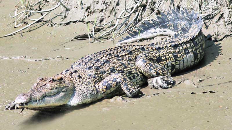 Saltwater crocs face extinction