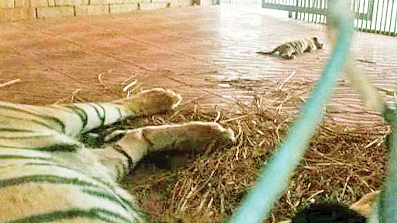 Three tiger cubs born at Ctg Zoo
