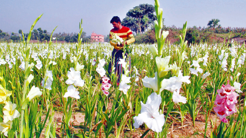 Cut flower export on the rise