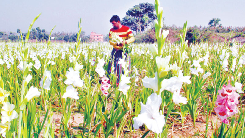 Cut flower exports decline amid growing local demands 