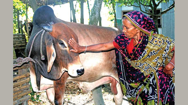 Cattle fattening gets a boost in northern region