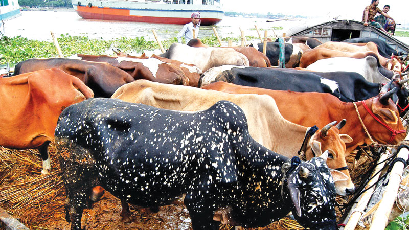 Sales of cattle peak in cities