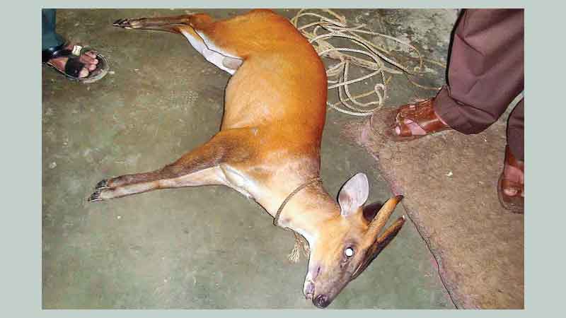 Rare deer born in Ctg Zoo