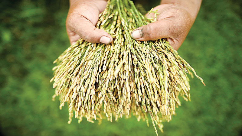 DNA rice breakthrough raises �green revolution� hopes